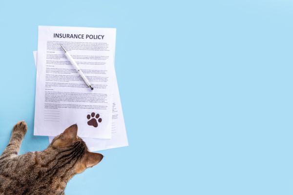 Cat insurance coverage
