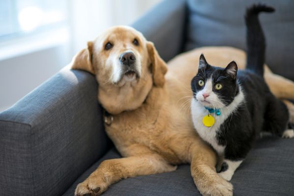 Multi-pet insurance plans